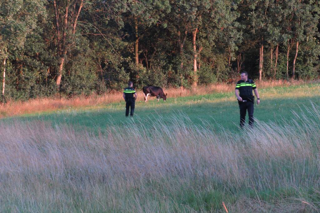 Losgebroken koe langs oprit naar Amersfoort