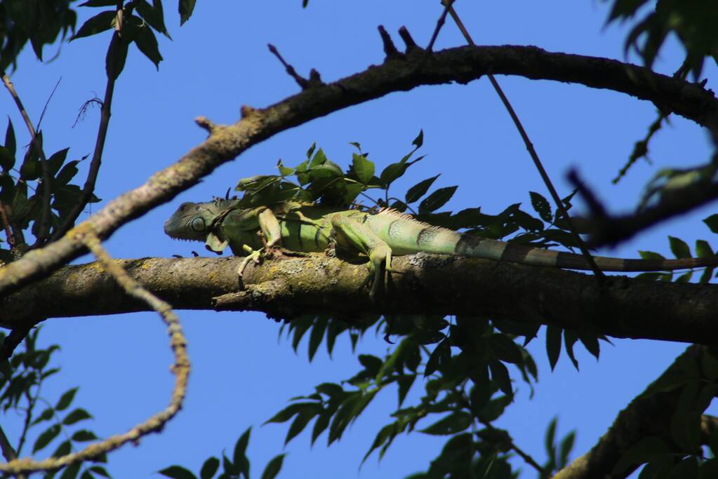 Leguaan in boom zorgt voor inzet brandweer