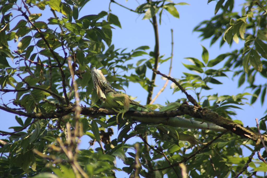 Leguaan in boom zorgt voor inzet brandweer