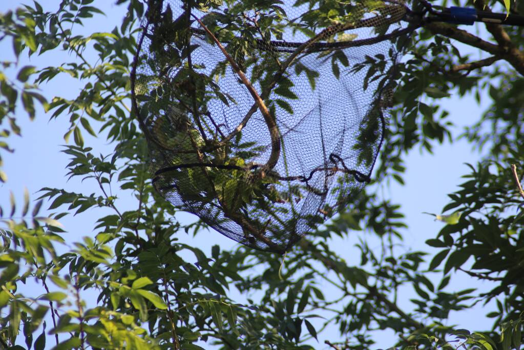 Leguaan in boom zorgt voor inzet brandweer