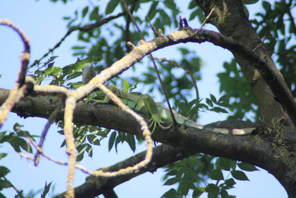Leguaan in boom zorgt voor inzet brandweer