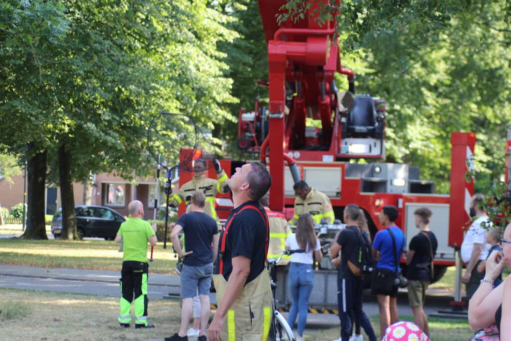 Leguaan in boom zorgt voor inzet brandweer