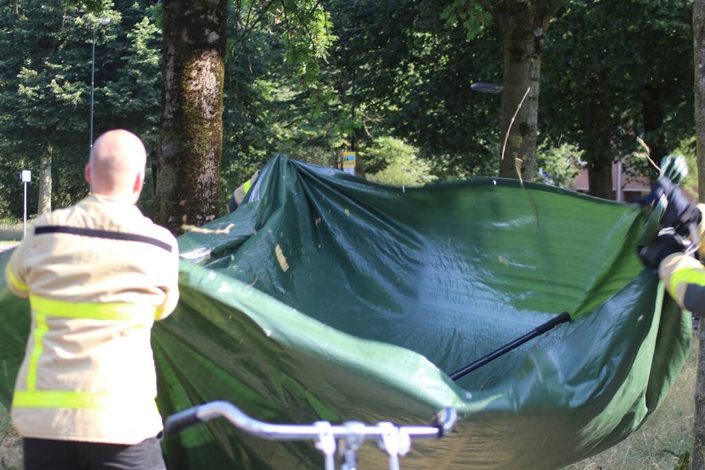 Leguaan in boom zorgt voor inzet brandweer
