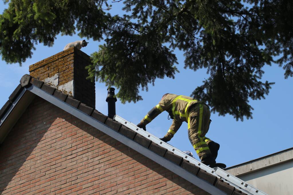 Kat vast op dak van woning