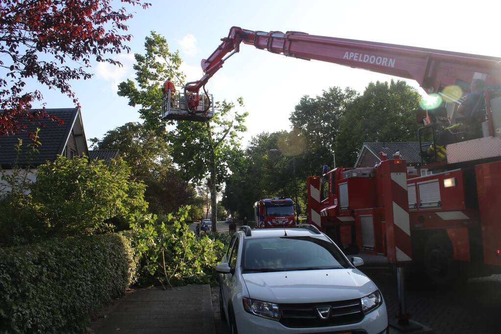 Boom deels verwijderd door stormschade