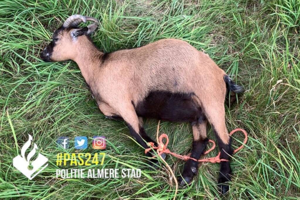 Geitje met vastgebonden pootjes gered