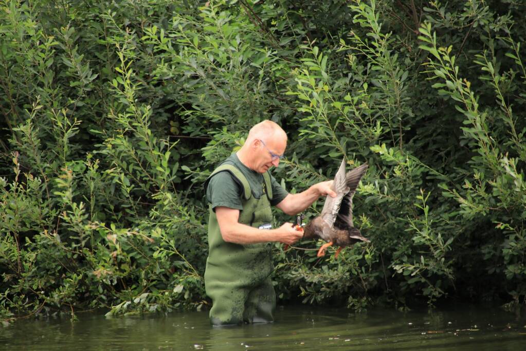 Jeugd helpt dierenambulance met redden van eend