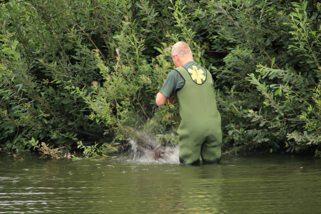 Jeugd helpt dierenambulance met redden van eend
