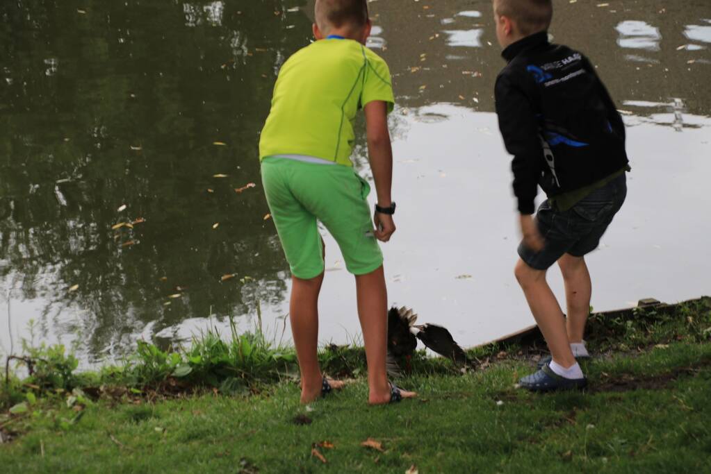 Jeugd helpt dierenambulance met redden van eend