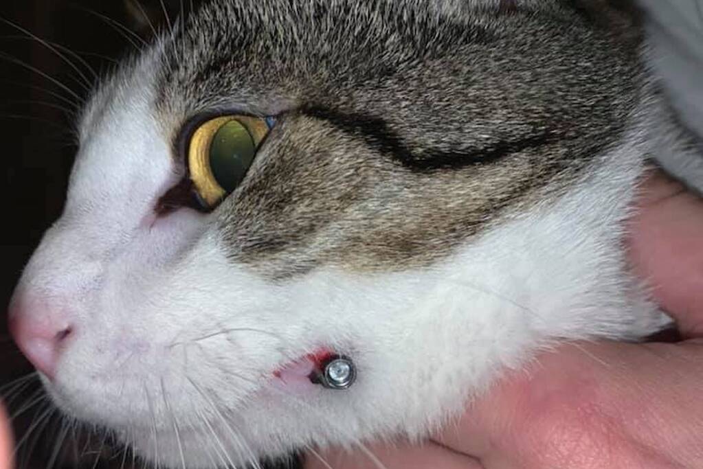 Kat met luchtbuks in keel geschoten