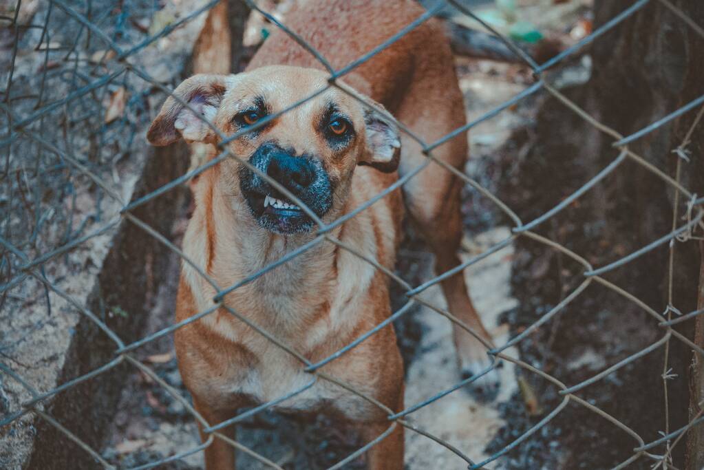 Twee honden in beslag genomen na bijtincident