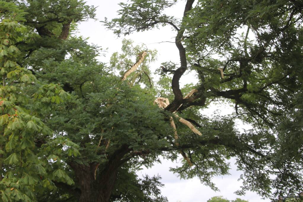 Brandweer uitgerukt voor loshangende takken