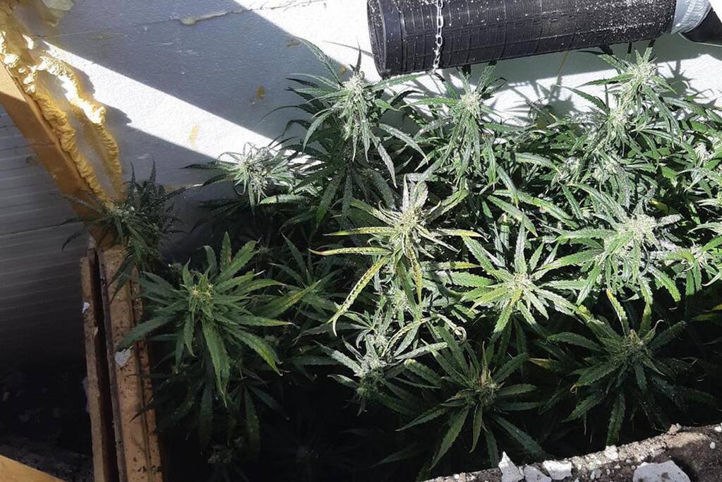 Ondergrondse hennepkwekerij in achtertuin van woning gevonden