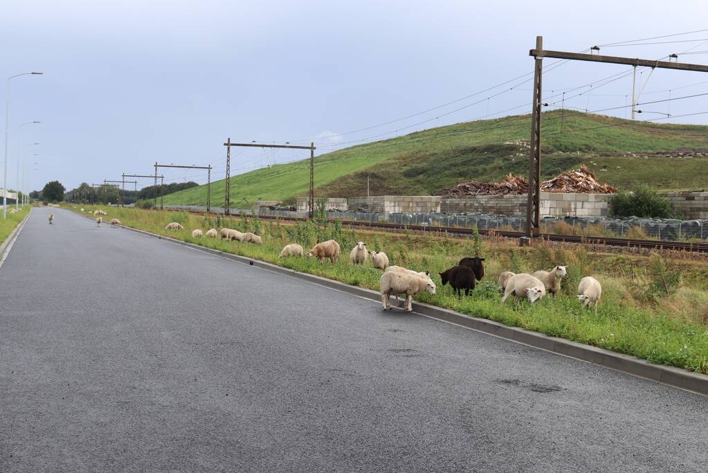 Grote kudde schapen langs het spoor