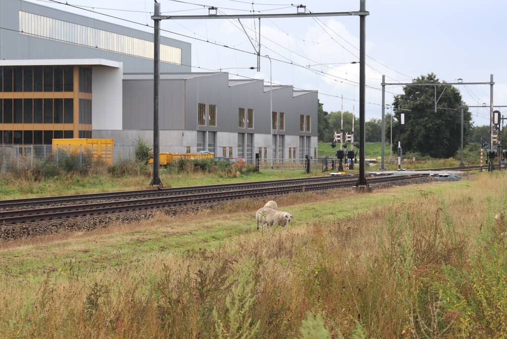 Grote kudde schapen langs het spoor