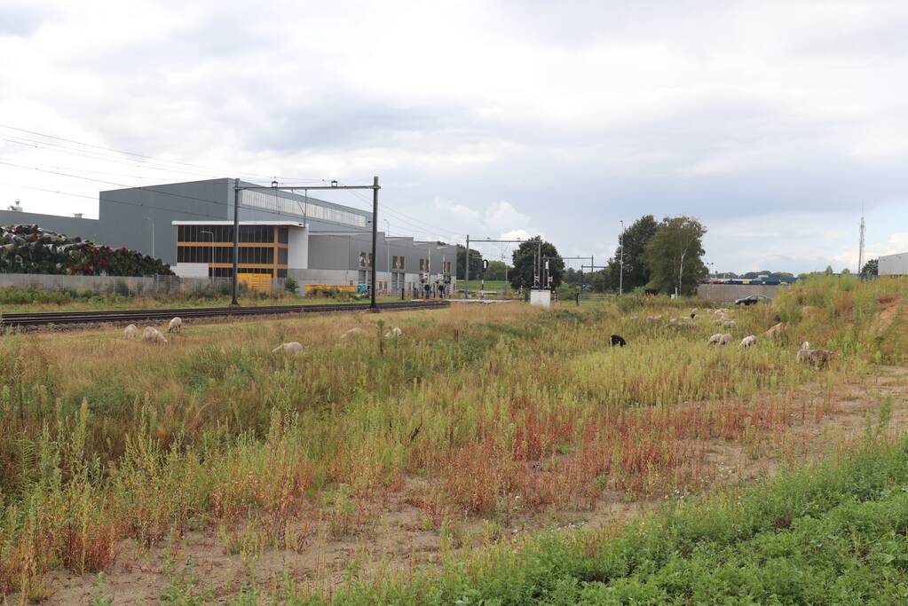 Grote kudde schapen langs het spoor