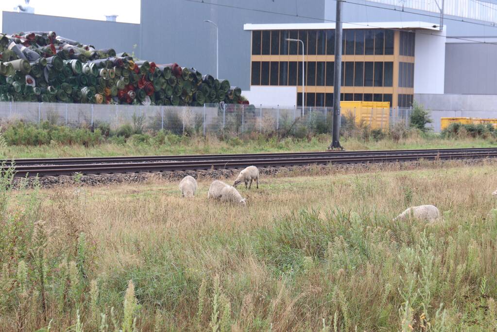 Grote kudde schapen langs het spoor