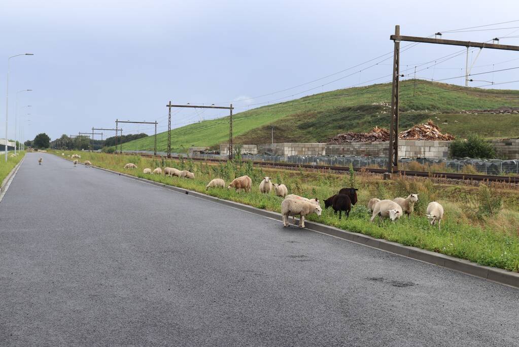 Grote kudde schapen langs het spoor