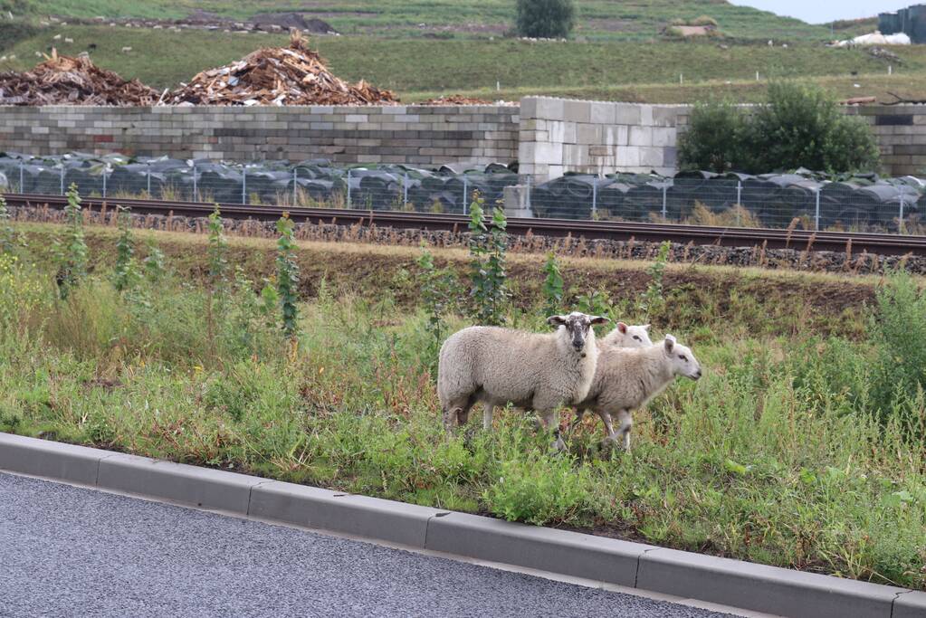 Grote kudde schapen langs het spoor