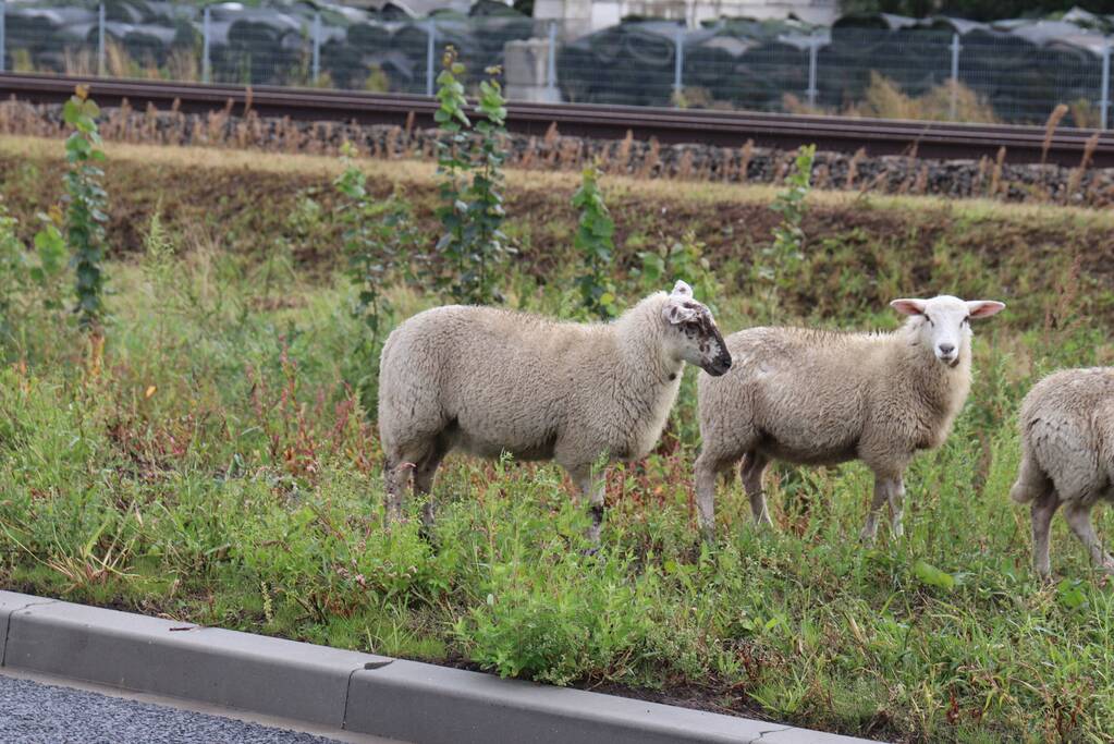 Grote kudde schapen langs het spoor