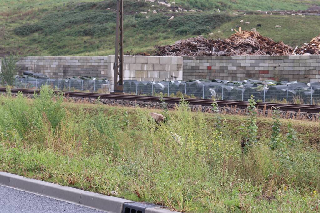Grote kudde schapen langs het spoor