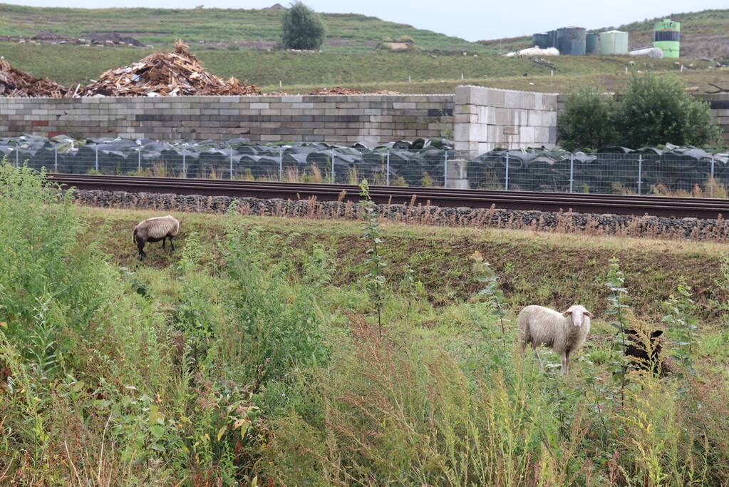 Grote kudde schapen langs het spoor