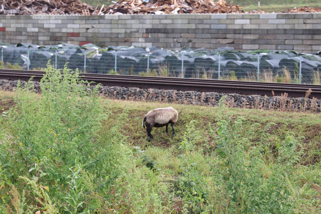 Grote kudde schapen langs het spoor