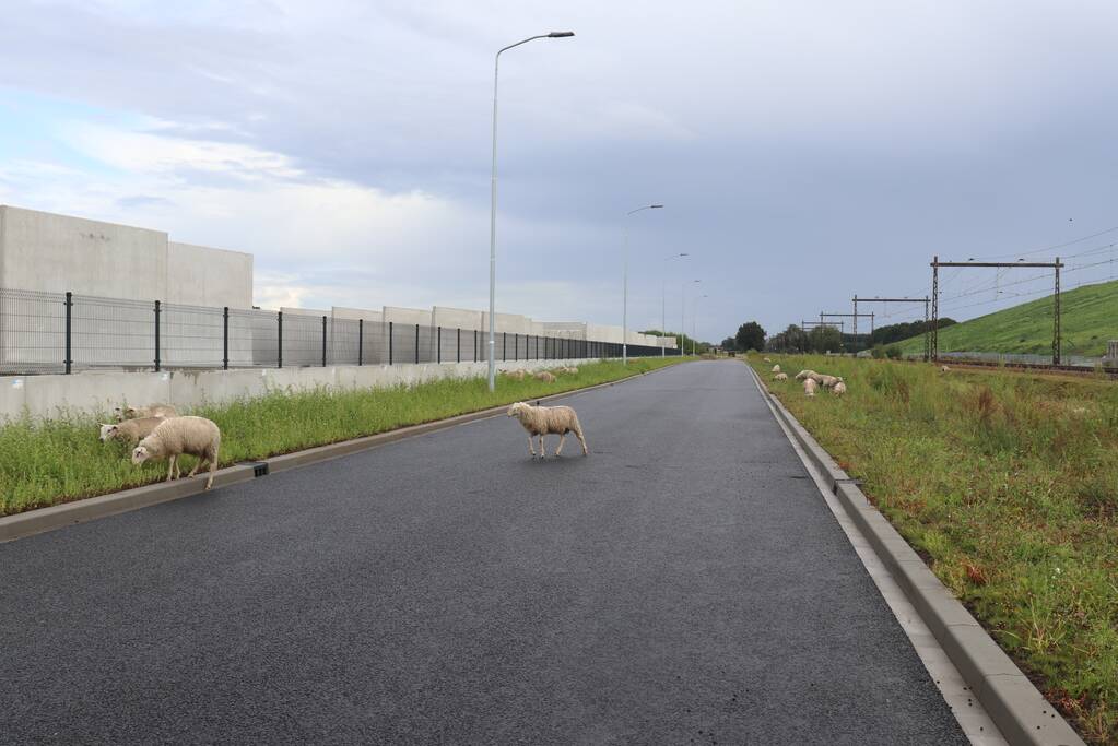 Grote kudde schapen langs het spoor
