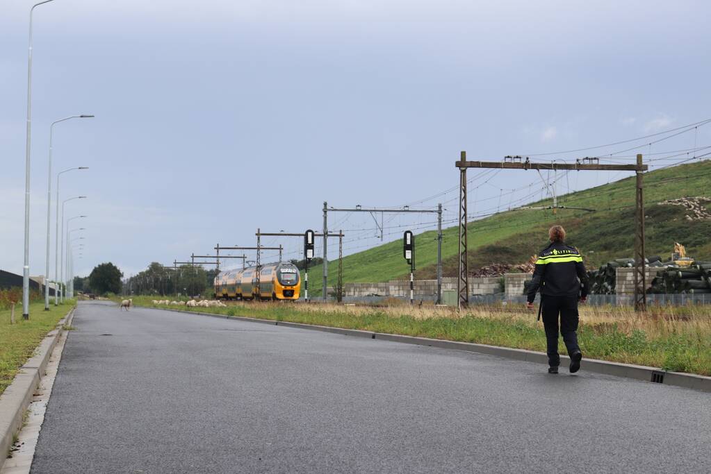 Grote kudde schapen langs het spoor