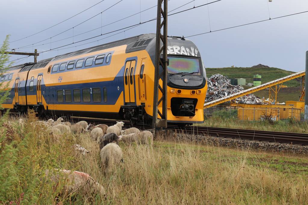 Grote kudde schapen langs het spoor