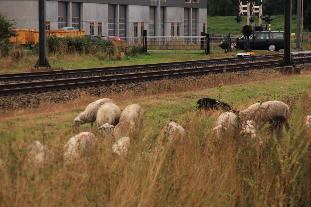 Grote kudde schapen langs het spoor