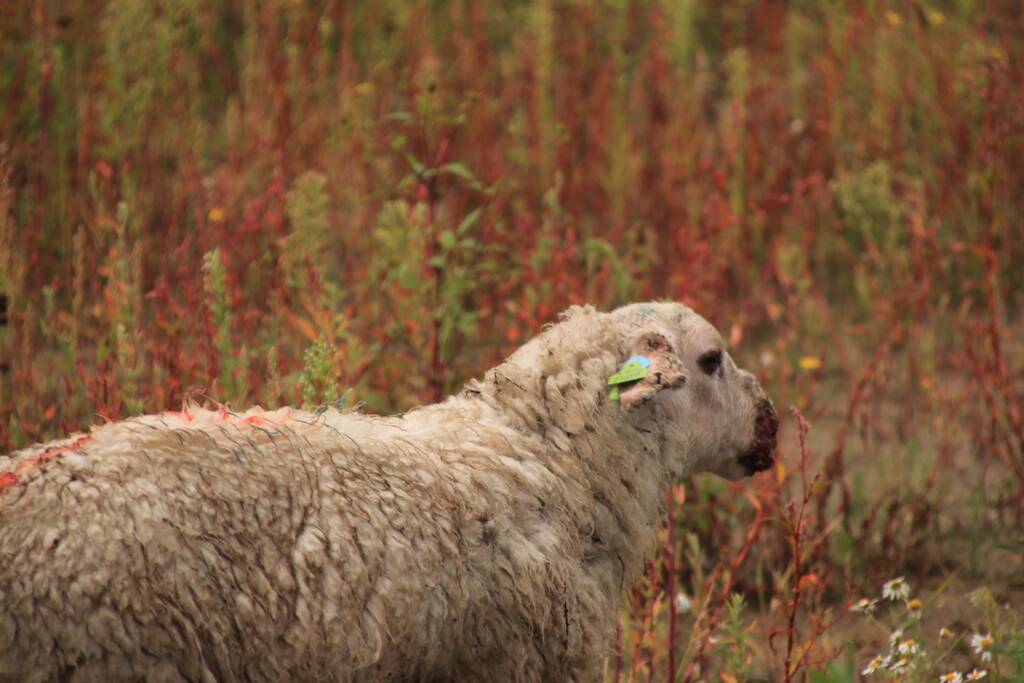 Grote kudde schapen langs het spoor