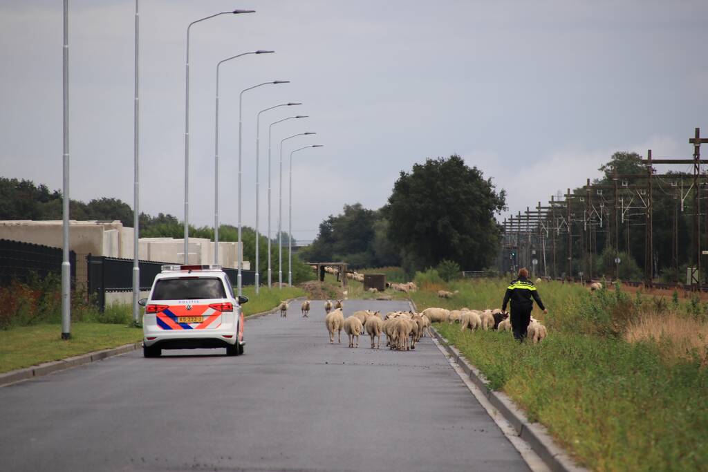 Grote kudde schapen langs het spoor