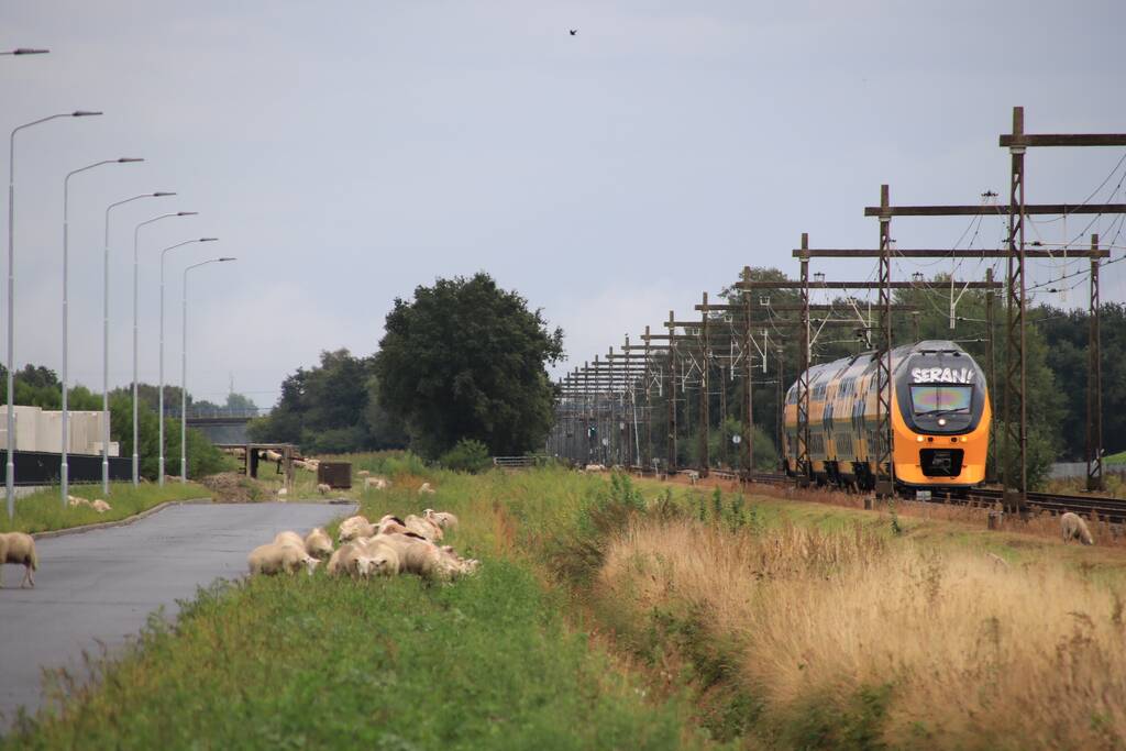 Grote kudde schapen langs het spoor