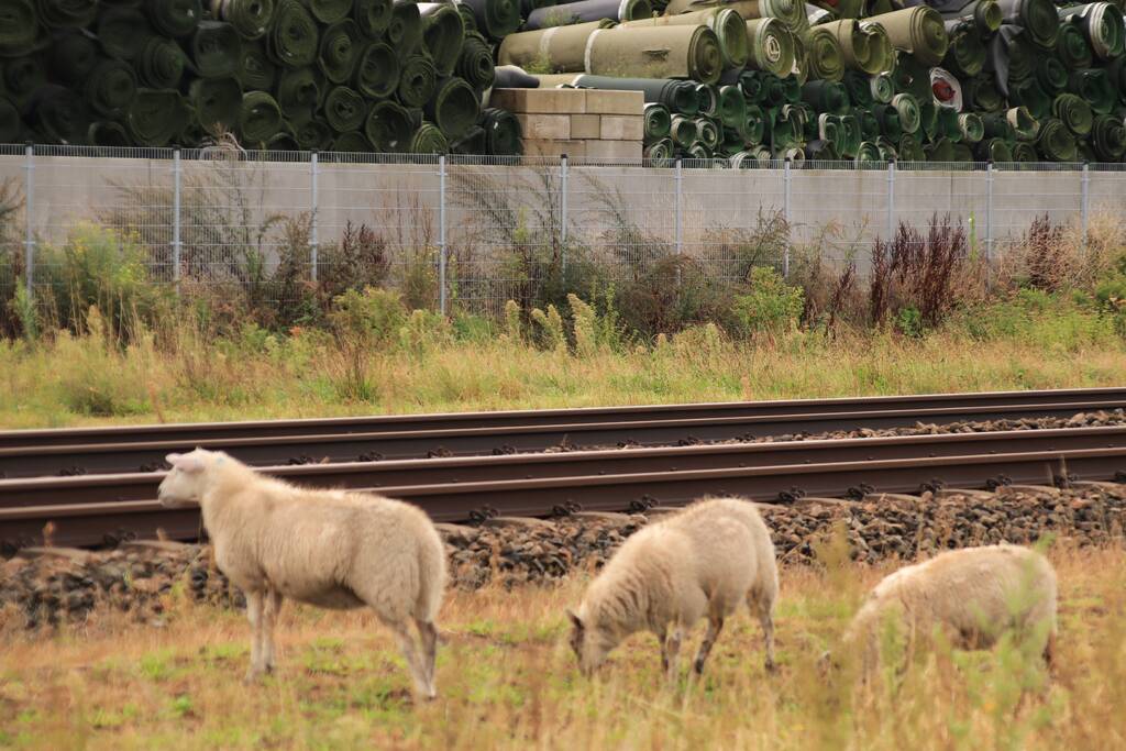Grote kudde schapen langs het spoor
