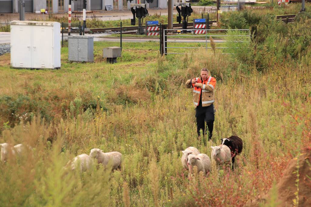 Grote kudde schapen langs het spoor
