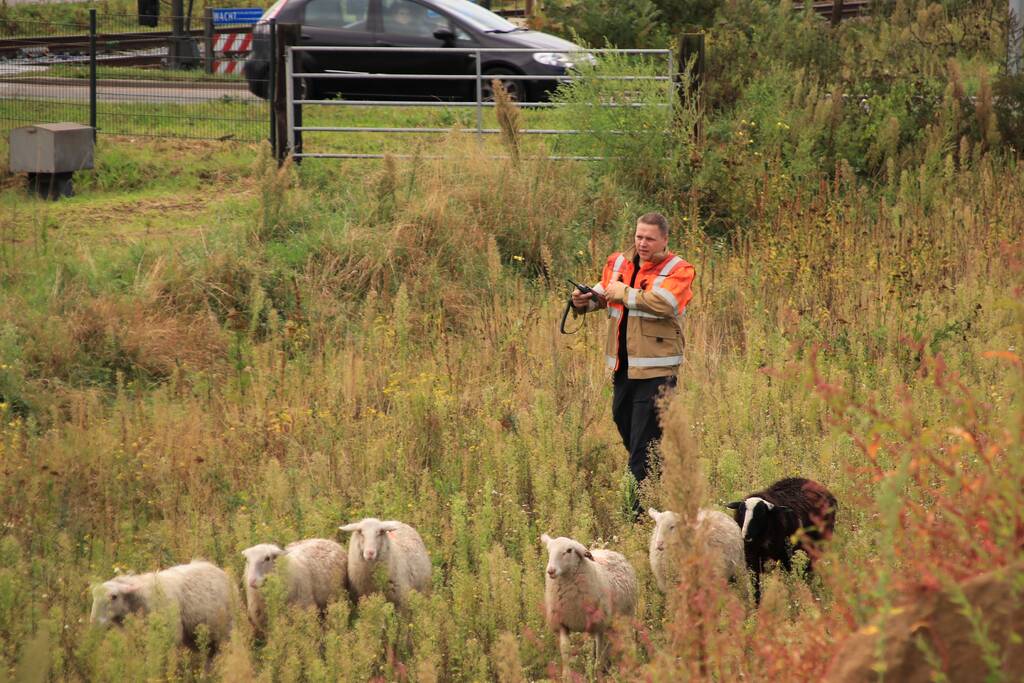 Grote kudde schapen langs het spoor