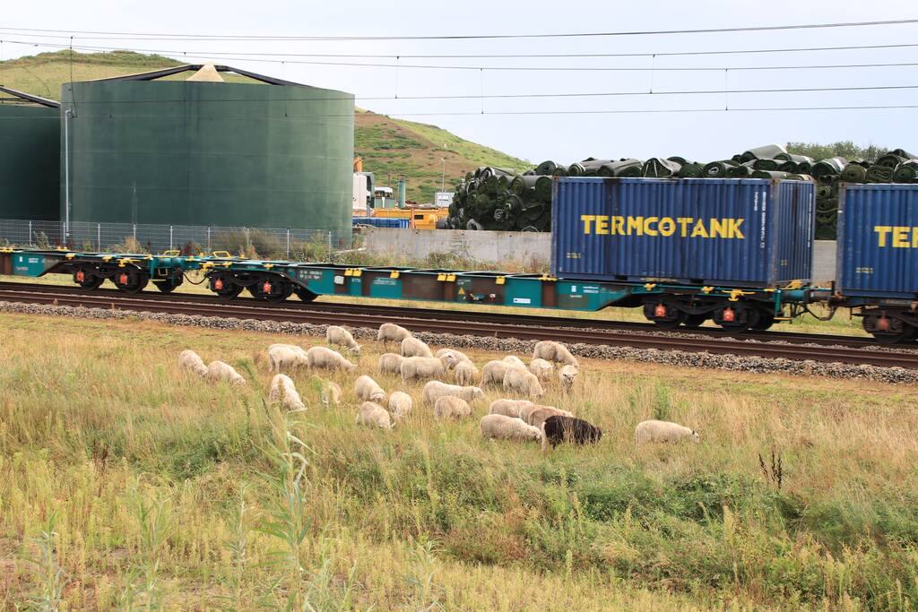 Grote kudde schapen langs het spoor