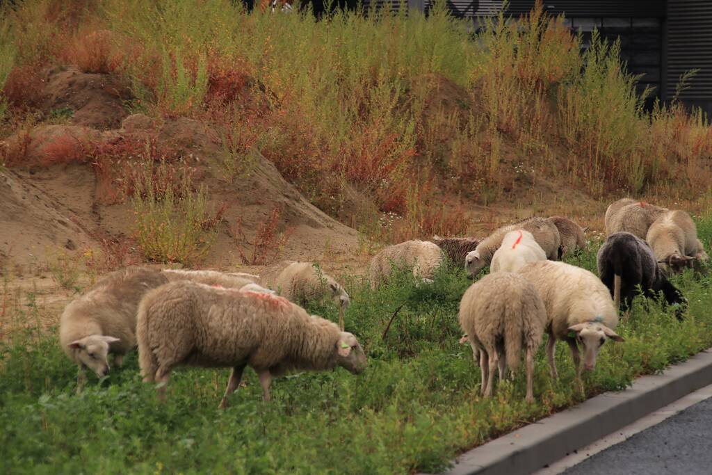 Grote kudde schapen langs het spoor