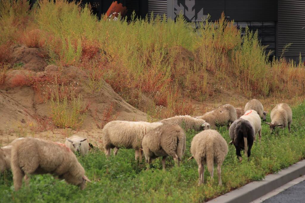 Grote kudde schapen langs het spoor