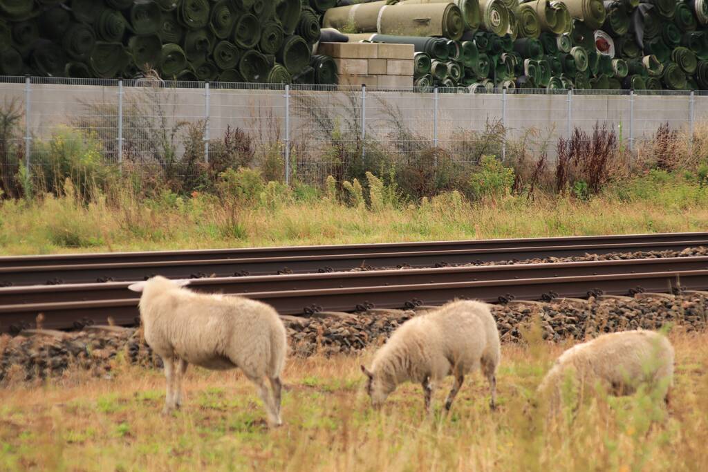 Grote kudde schapen langs het spoor