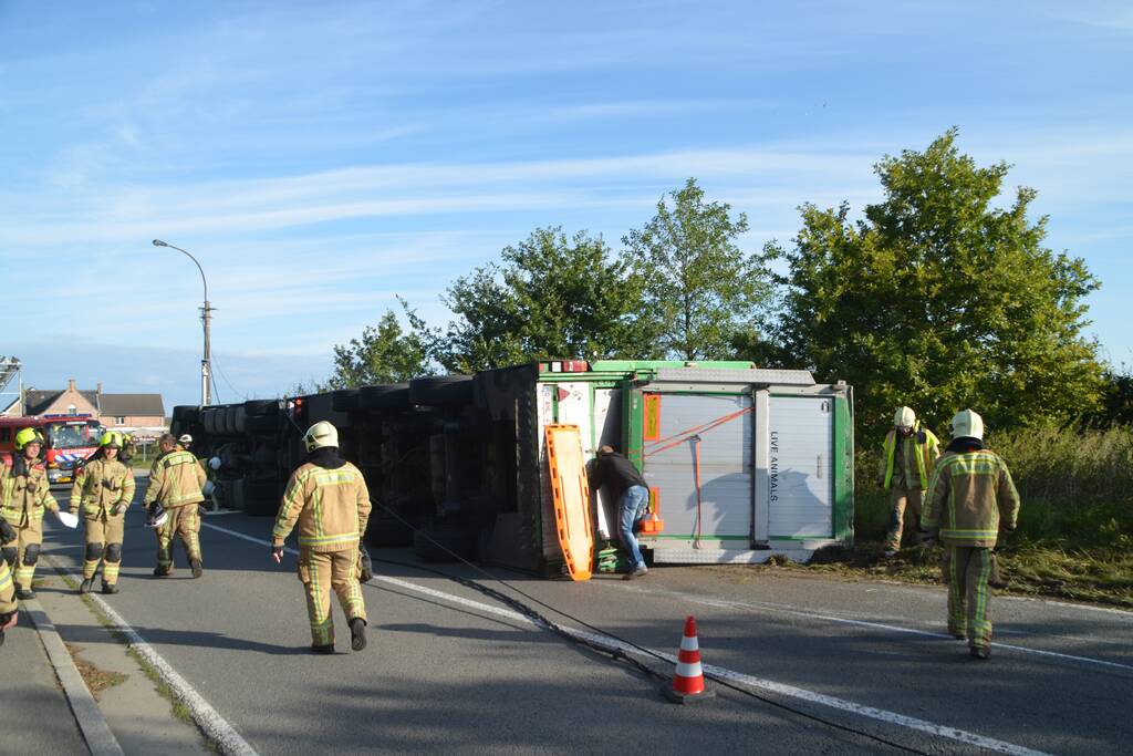 Vrachtwagen met biggen gekanteld