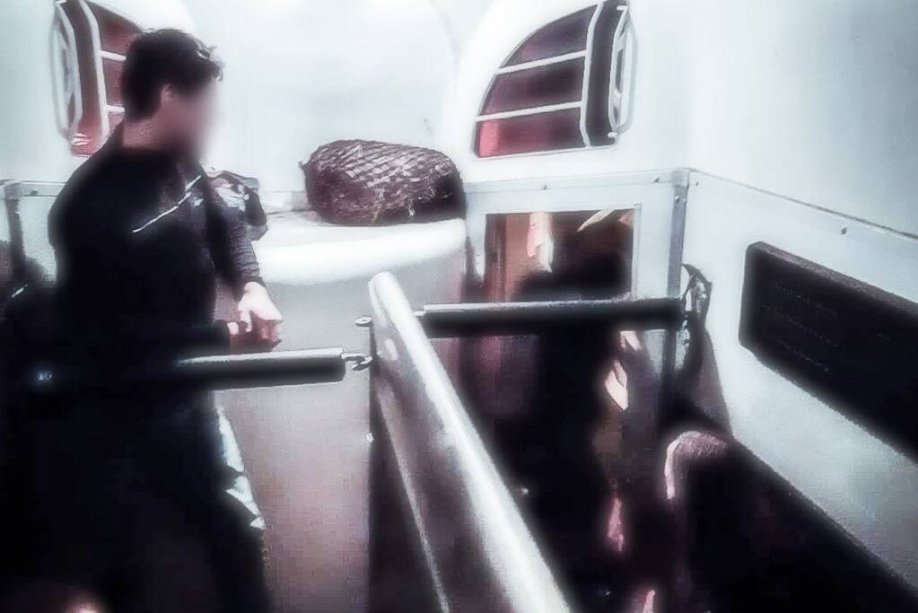 Stappende jongeren in paardentrailer naar huis