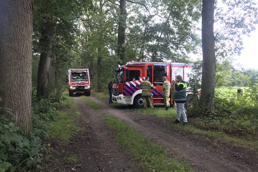 Loslopende varkens zorgen voor gevaarlijke situatie