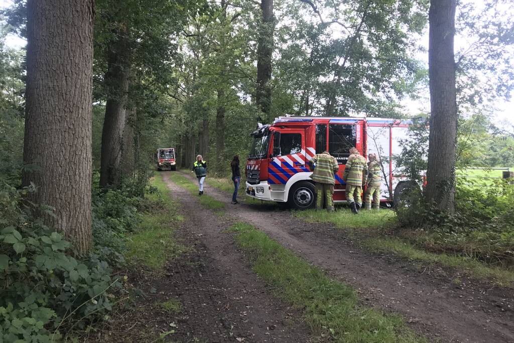 Loslopende varkens zorgen voor gevaarlijke situatie