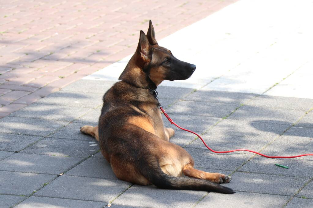 Politie onderzoekt schietpartij WC Alexandrium