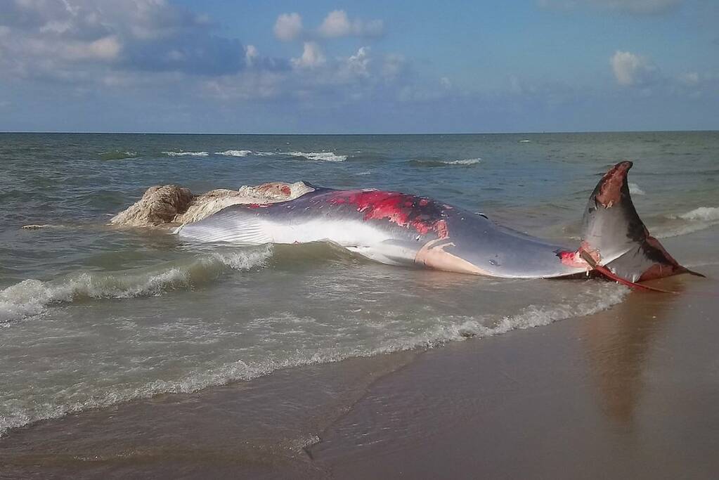 Dode vinvis aangespoeld op strand