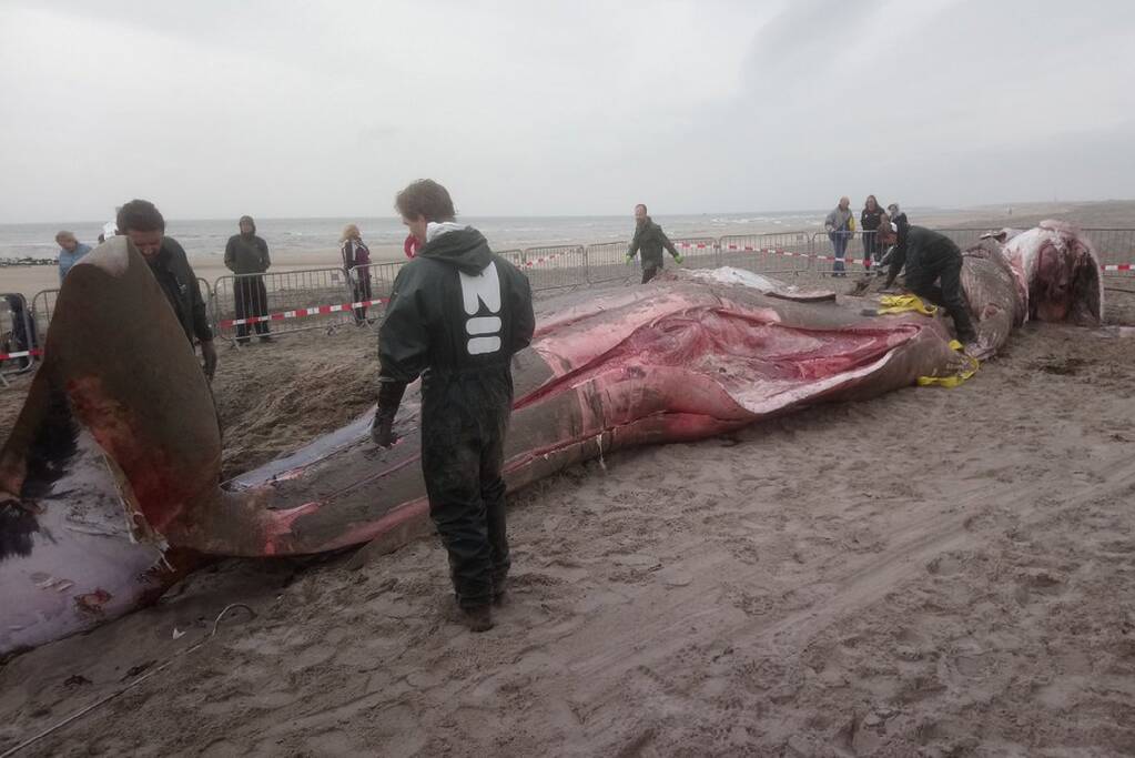 Dode vinvis aangespoeld op strand