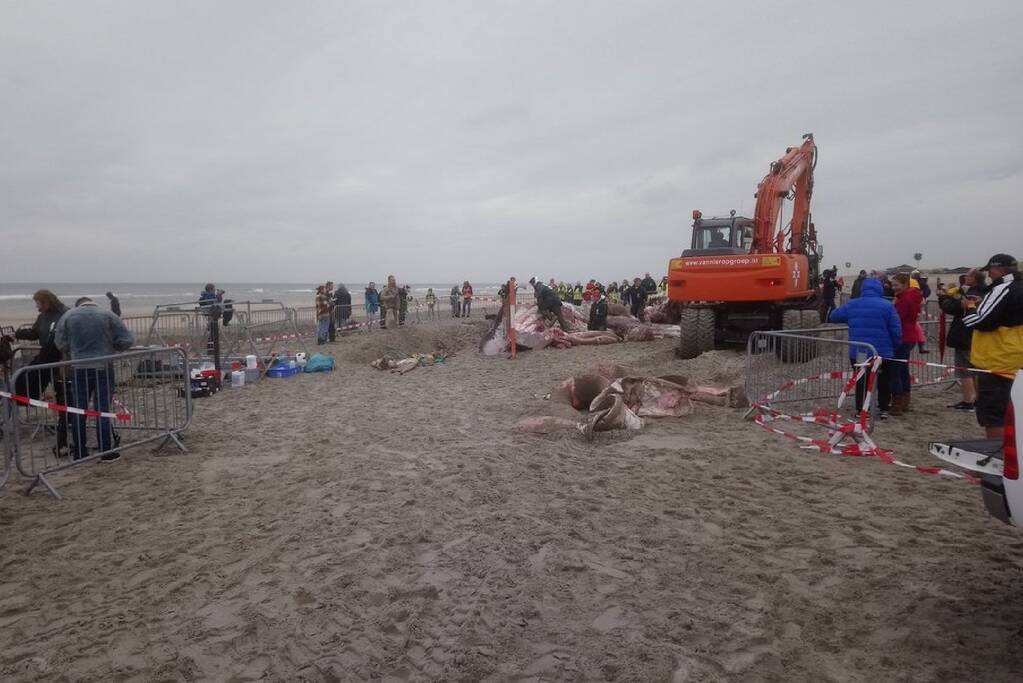 Dode vinvis aangespoeld op strand