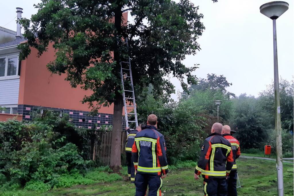 Vermiste kat uit boom bevrijd